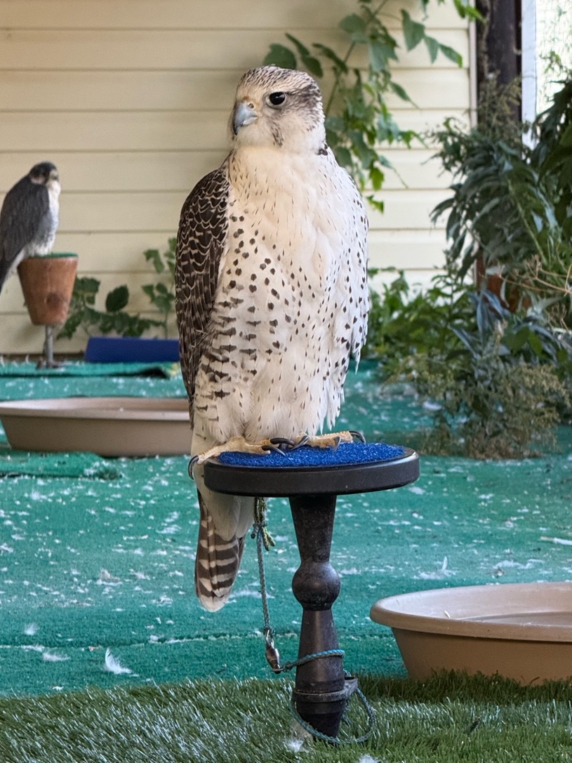 Female gyr / peregrine, flying weight 1,200 grams