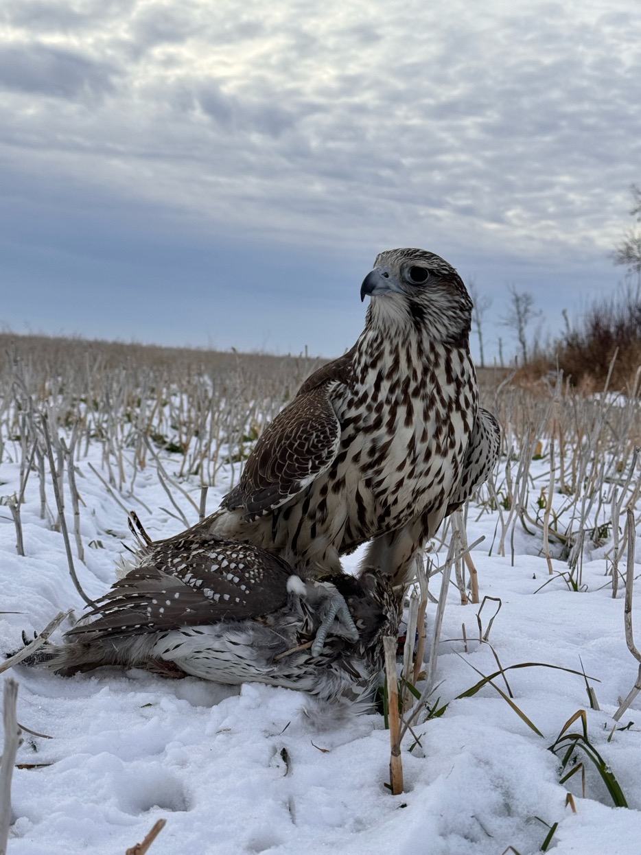 Female gyr / peregrine with a sharp-tailed grouse