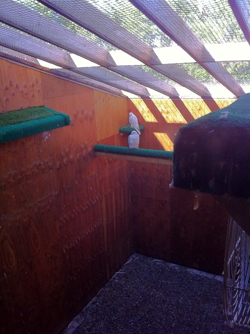 A Glengarry Falcons breeding pen