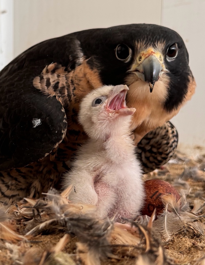 A young falcon at Glengarry Falcons during care and development