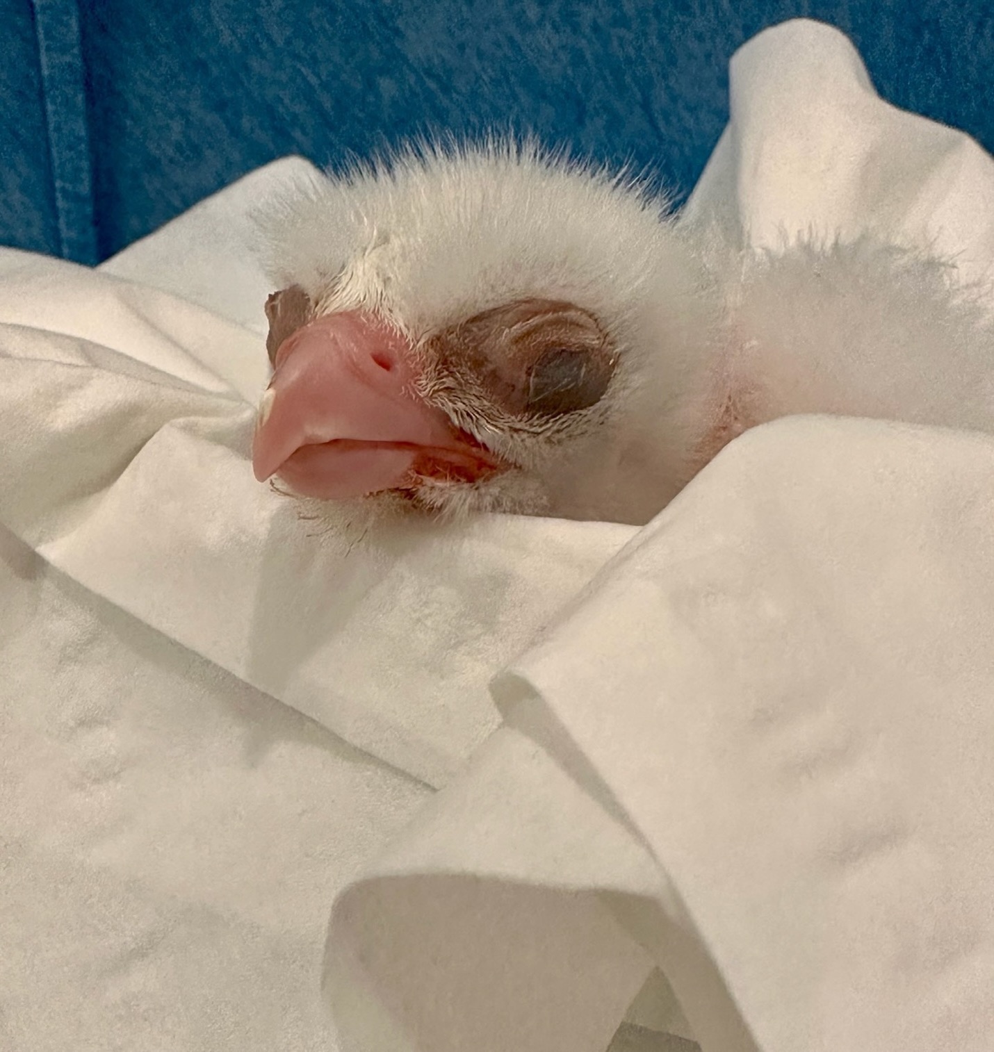 24-hour-old male gyrfalcon