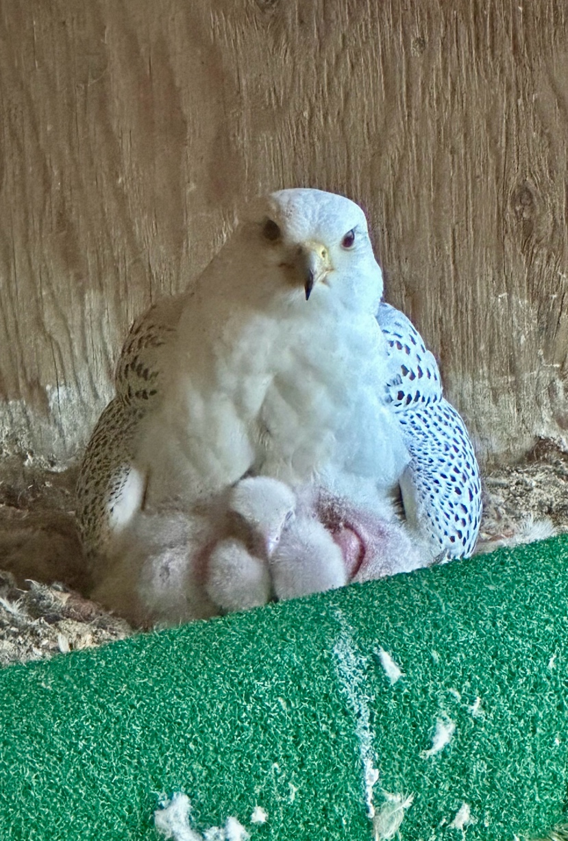 Proud mother gyrfalcon with four babies