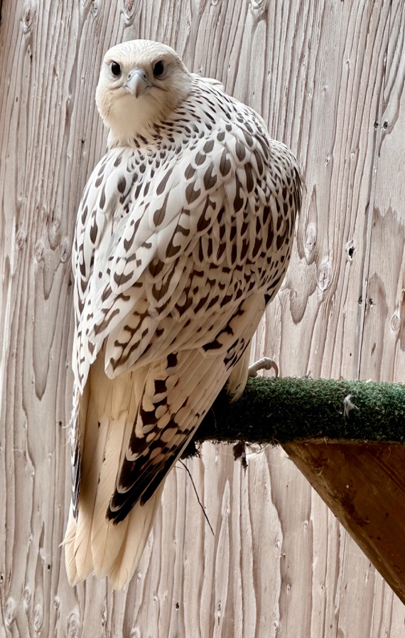 Female gyrfalcon — Winner Kings Cup Saudi Arabia 2023