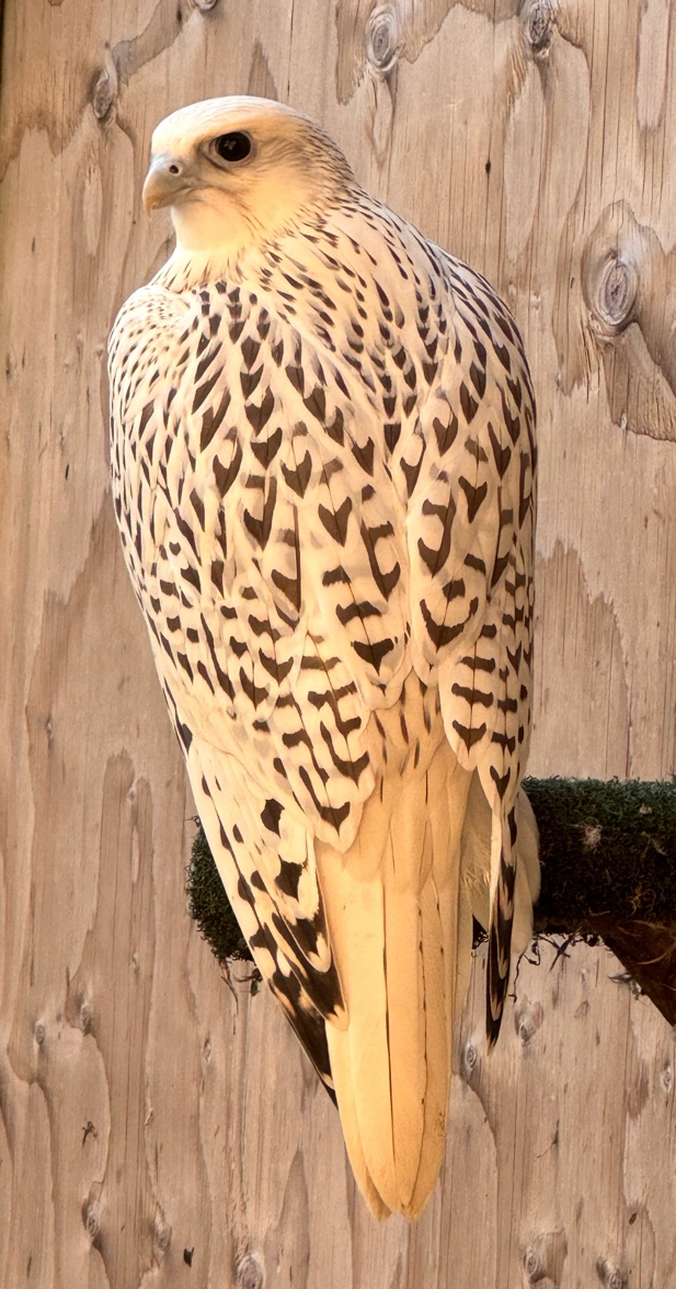 Falcons heading out to the Middle East for falconry