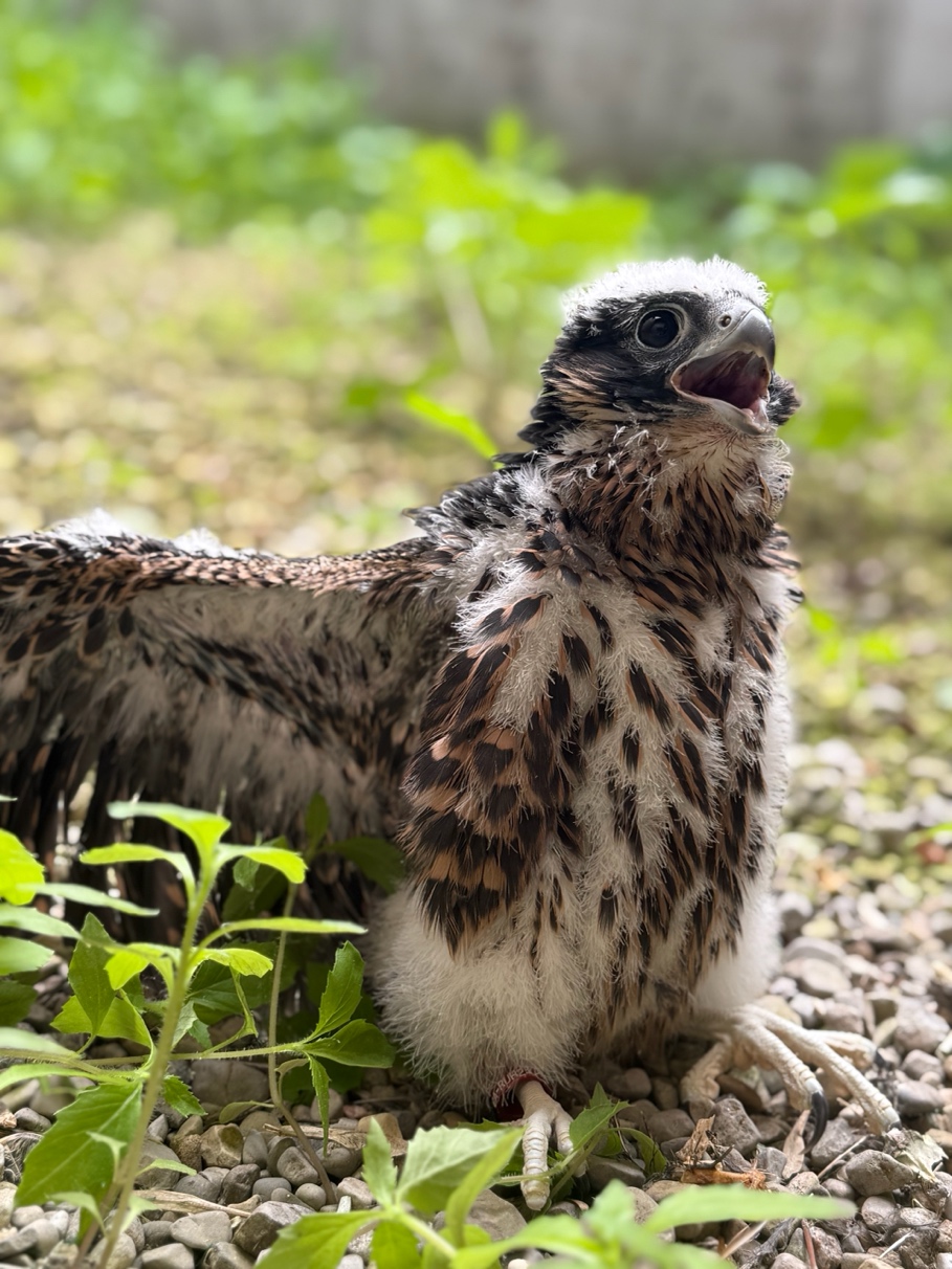 35-day-old male peregrine falcon, fledged a little early