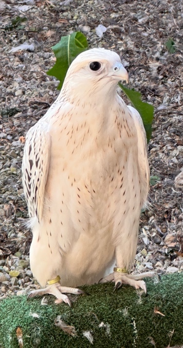 Falcons heading out to the Middle East for falconry