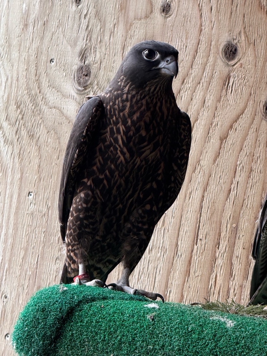 Male black gyr / peregrine hybrid