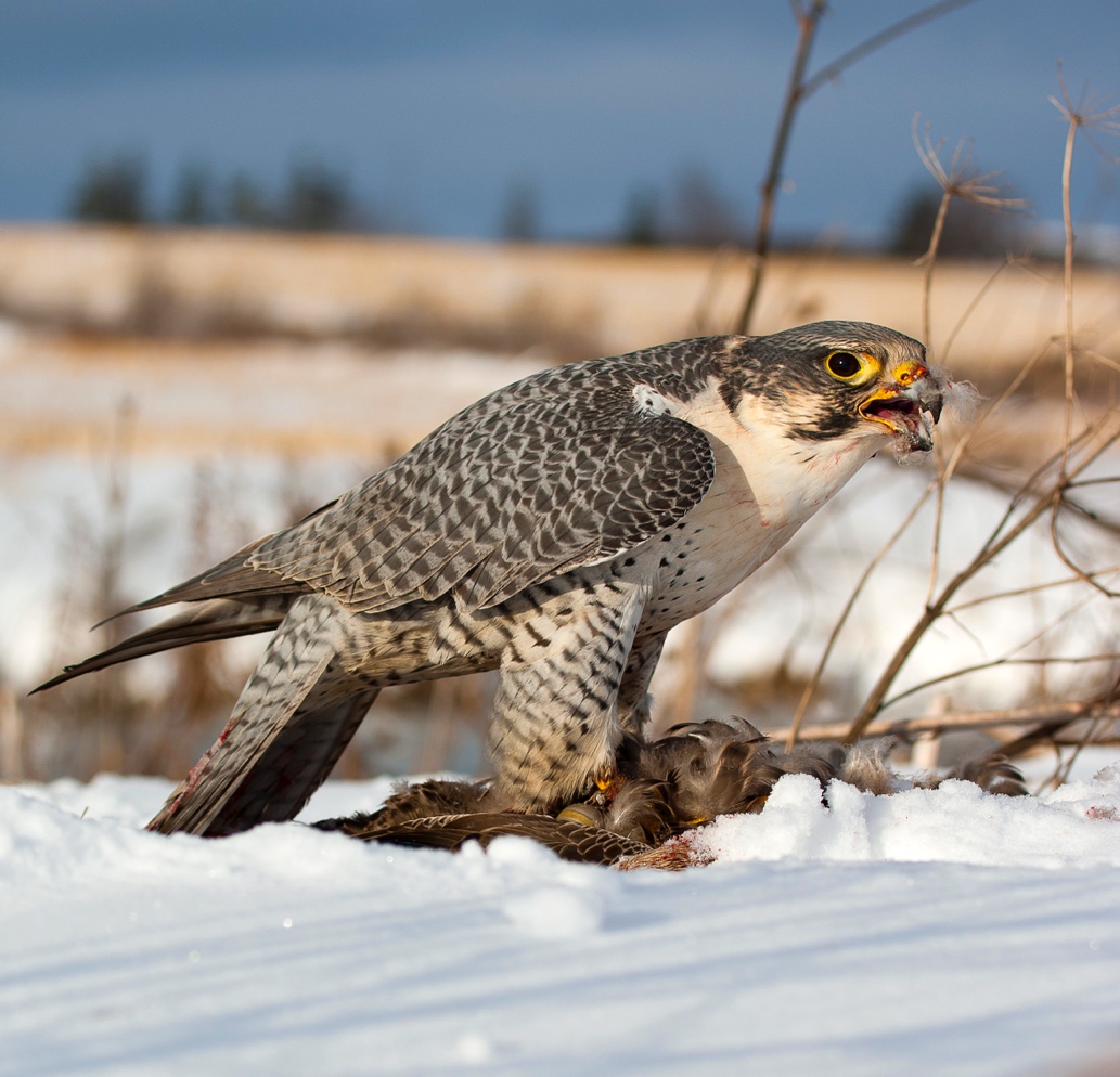 A falcon from Glengarry Falcons