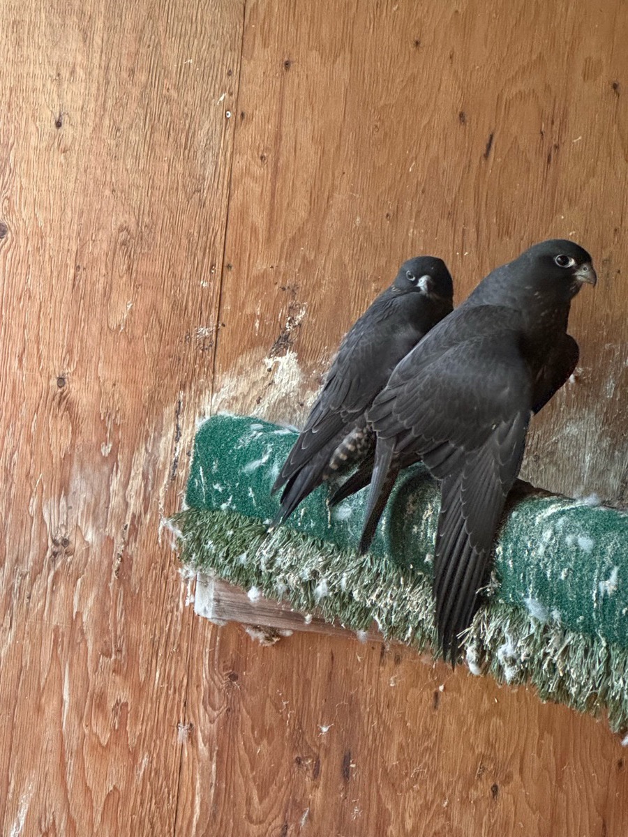 Male and female black gyr / peregrines, 2022