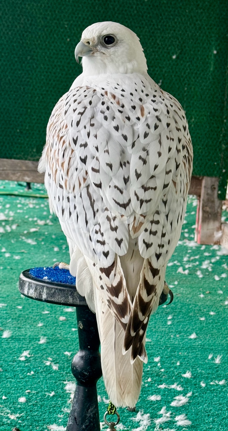 Male gyrfalcon being kept back for future breeding